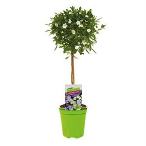 Bild von KP19 Solanum  stam rantonetti Charles White